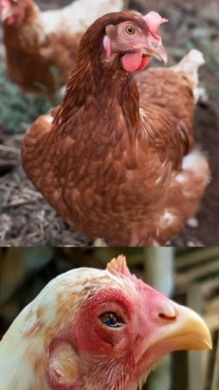 आइए जानते हैं मुर्गियों में लगने वाले रोग के बारे में