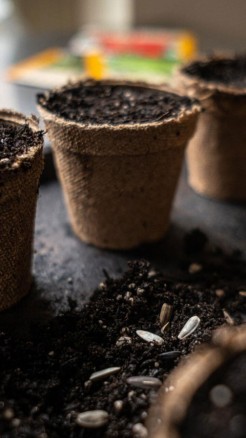 If you wish to cultivate cherry tomatoes in a container, adh...