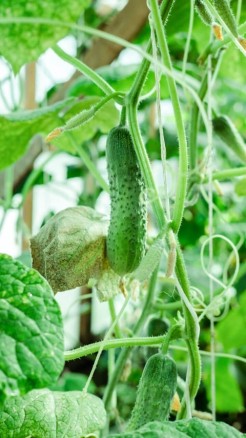 खीरे में लगने वाले 6 प्रमुख रोगों के नाम