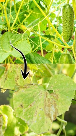 Common Cucumber Diseases