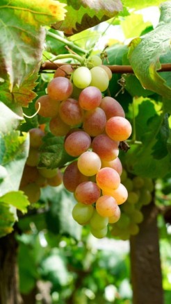 7 Major Diseases Affecting Grapes