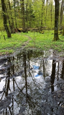 Know here 5 benefits of forest