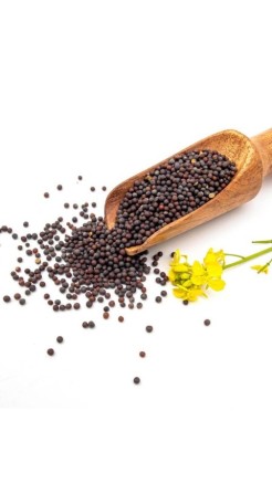 Beginning Mustard Harvest: Important Considerations