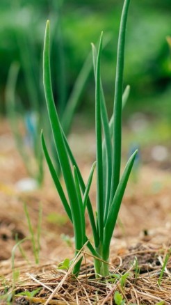 Here are the 7 main diseases affecting onion crops