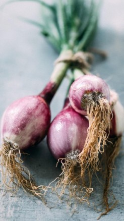 जाने प्याज की फसल में लगने वाले 7 प्रमुख रोग