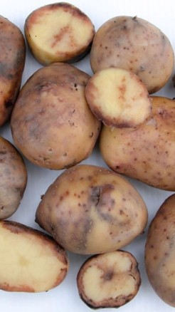 जानिए आलू में लगने वाले 5 प्रमुख रोग