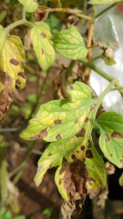 Know the 5 major diseases affecting potatoes