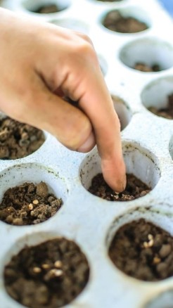 Earn maximum profit from pumpkin cultivation in summer seaso...