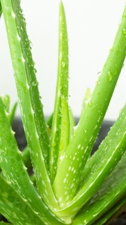 गर्मियों में लगाएं ये पौधे, घर बना रहेगा कूल