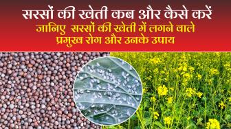 सरसों की खेती कब और कैसे करें जानिए यहाँ