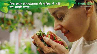 Strawberry from Planting to Harvest | रोपण से लेकर कटाई तक स्ट्राबेरी